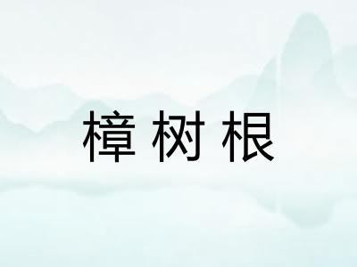 樟树根