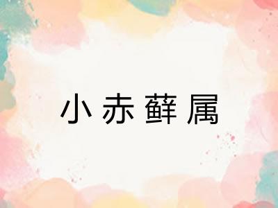 小赤藓属
