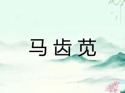 马齿苋