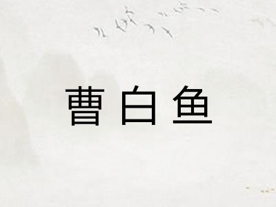 曹白鱼 曹白鱼