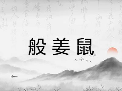 般姜鼠 般姜鼠